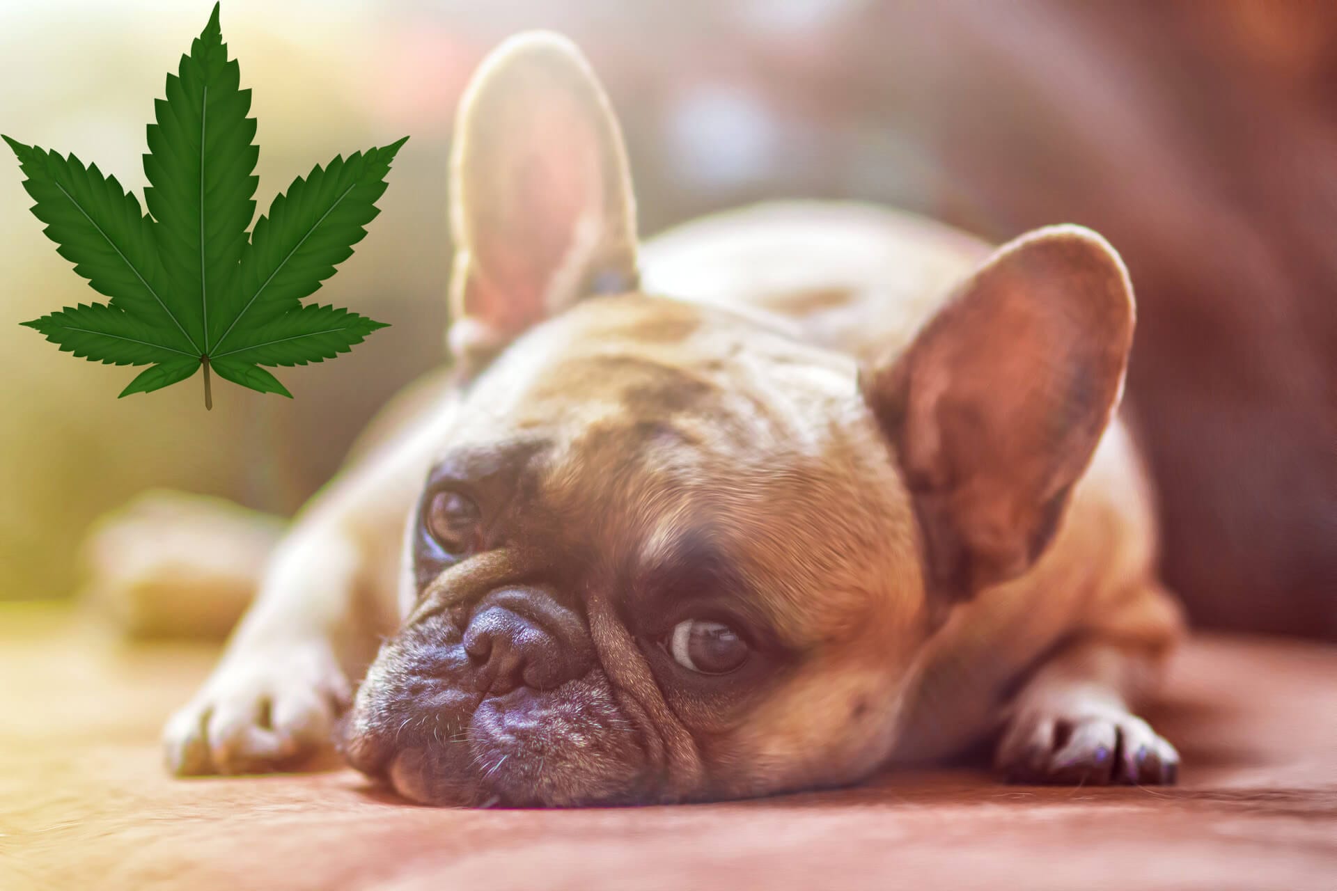 What Would be the Benefits of Giving Hemp Oil to your Dog?